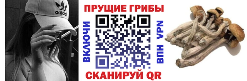 Галлюциногенные грибы Cubensis  Луховицы 